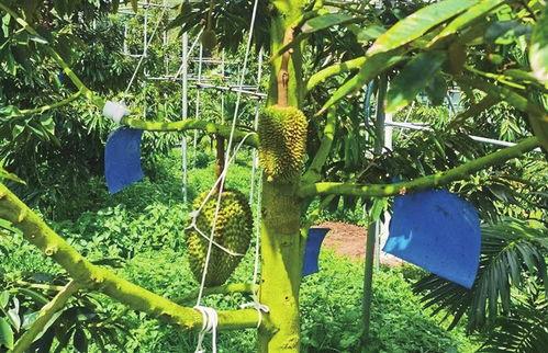 品尝国产榴莲视频,一场视觉与味蕾的双重盛宴