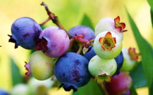 国产秋海棠品种介绍视频,色彩斑斓，风情万种