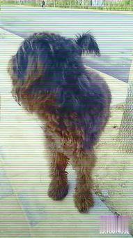 最新国产大狗视频,科技与野性的完美融合