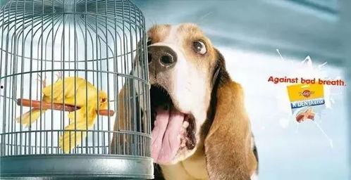 国产犬粮视频广告,本土宠粮新风尚，守护爱犬健康生活